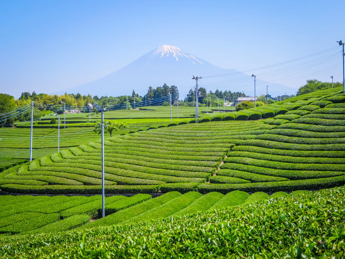 投稿写真：茶畑と富士山④