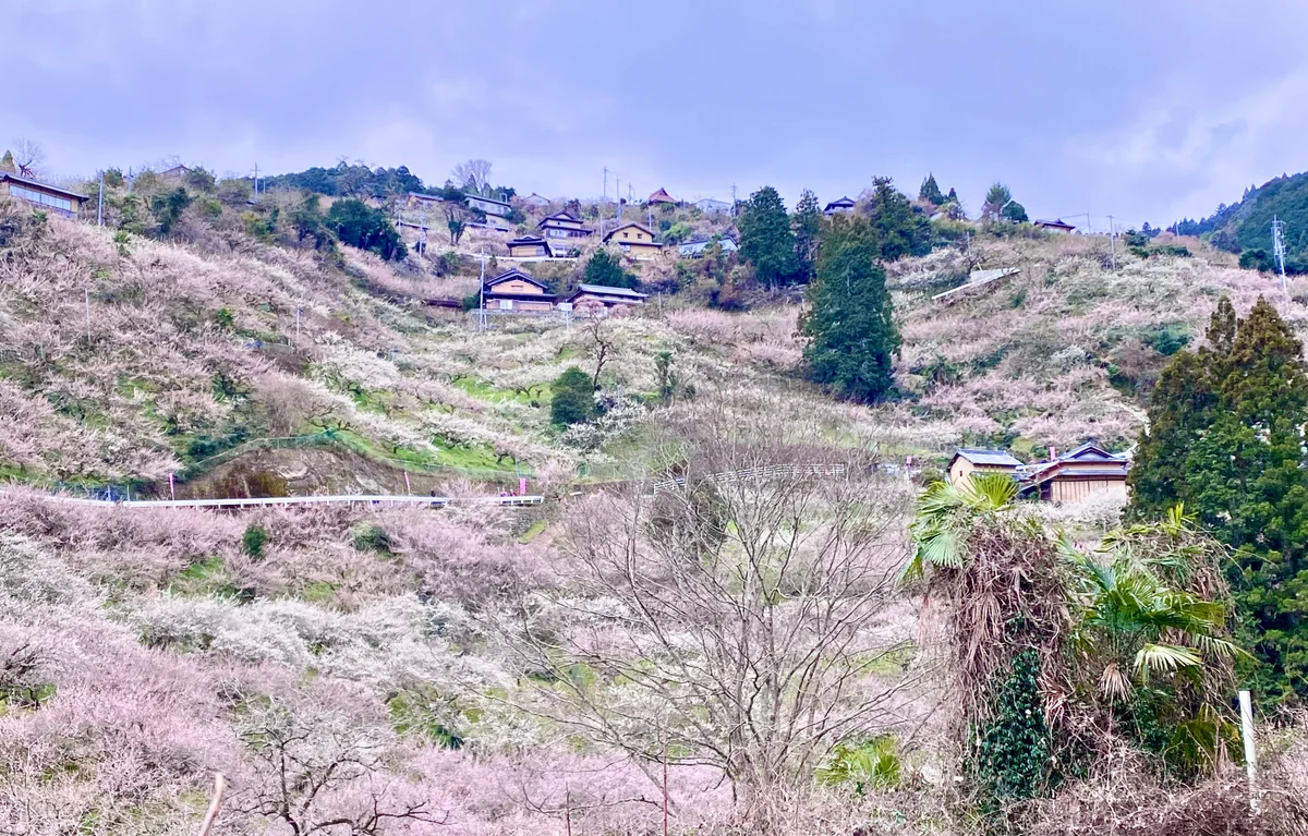 投稿写真：一目万本の梅の絶景❣️梅の香りに包まれる郷 賀名生梅林