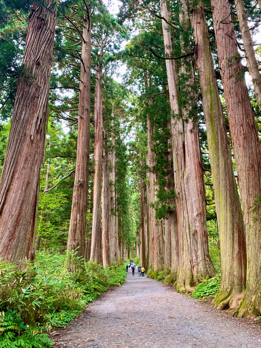 投稿写真：戸隠神社奥社杉並木道