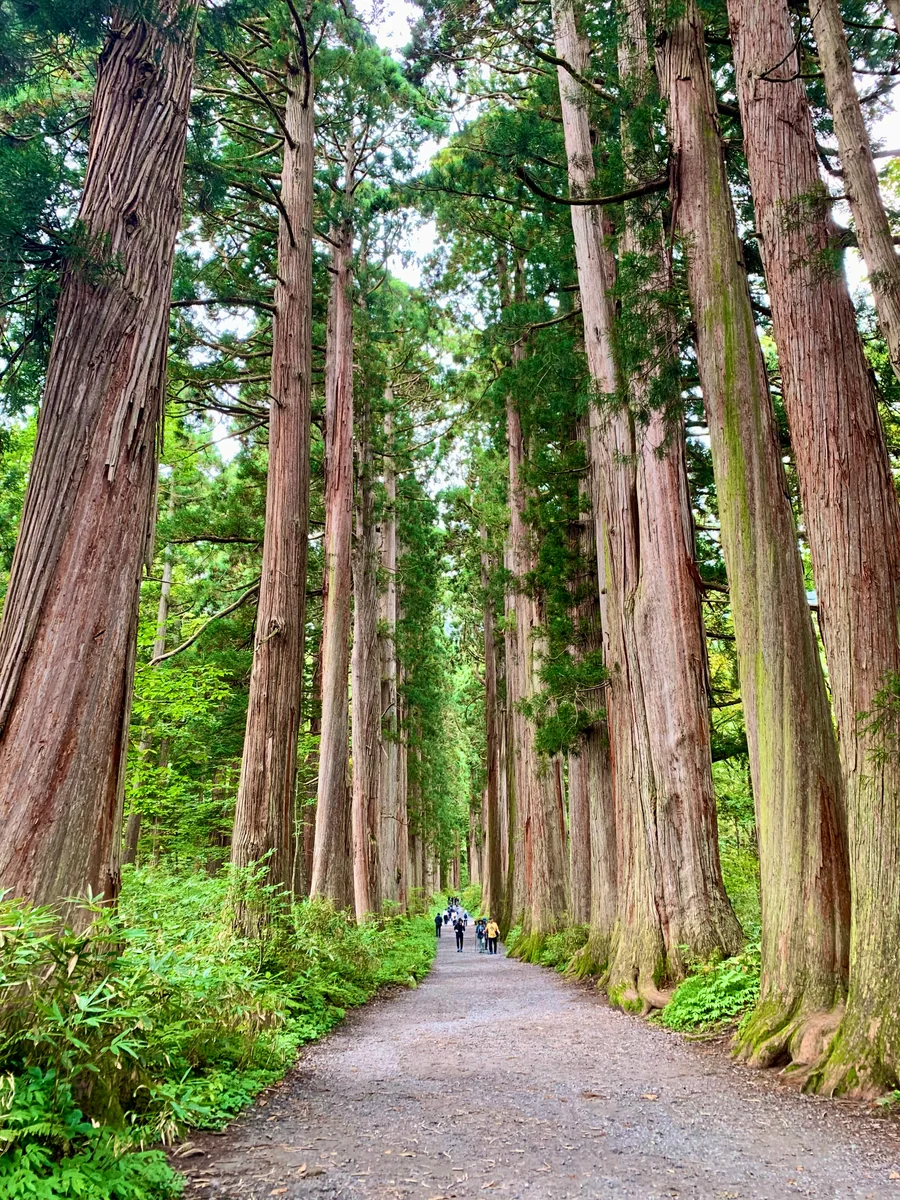 投稿写真：戸隠神社奥社杉並木道