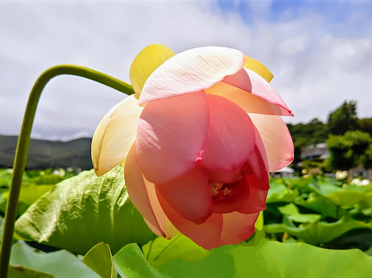 投稿写真：ミセススローカム