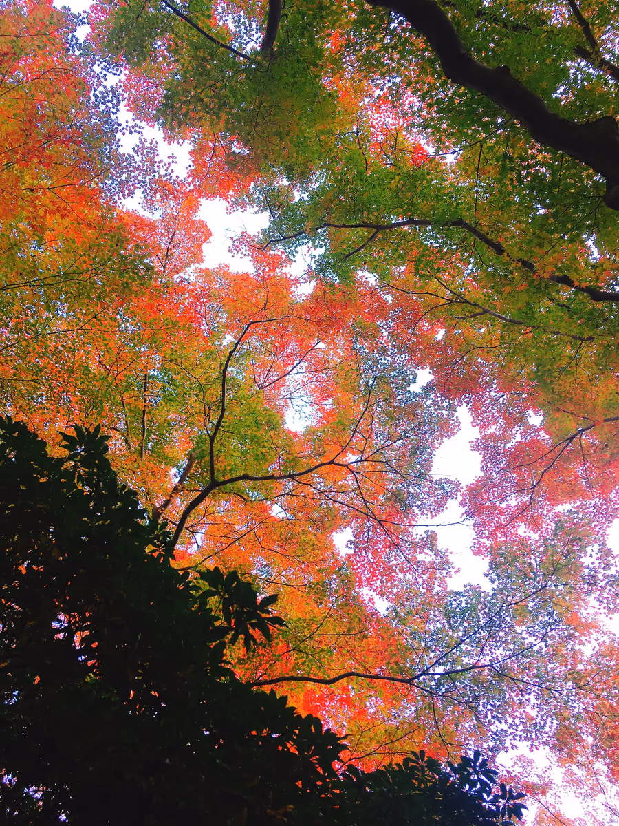 投稿写真：瑠璃光院の紅葉天井
