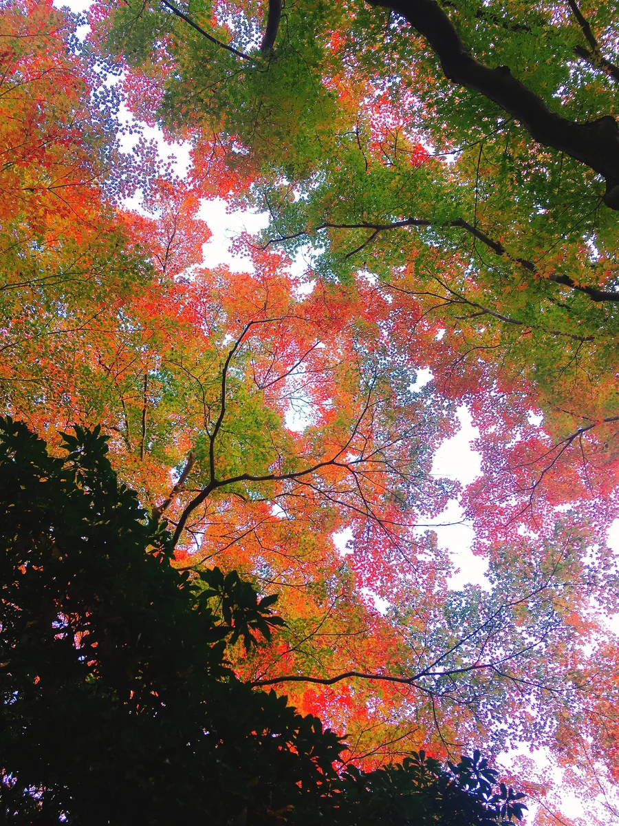 投稿写真：瑠璃光院の紅葉天井