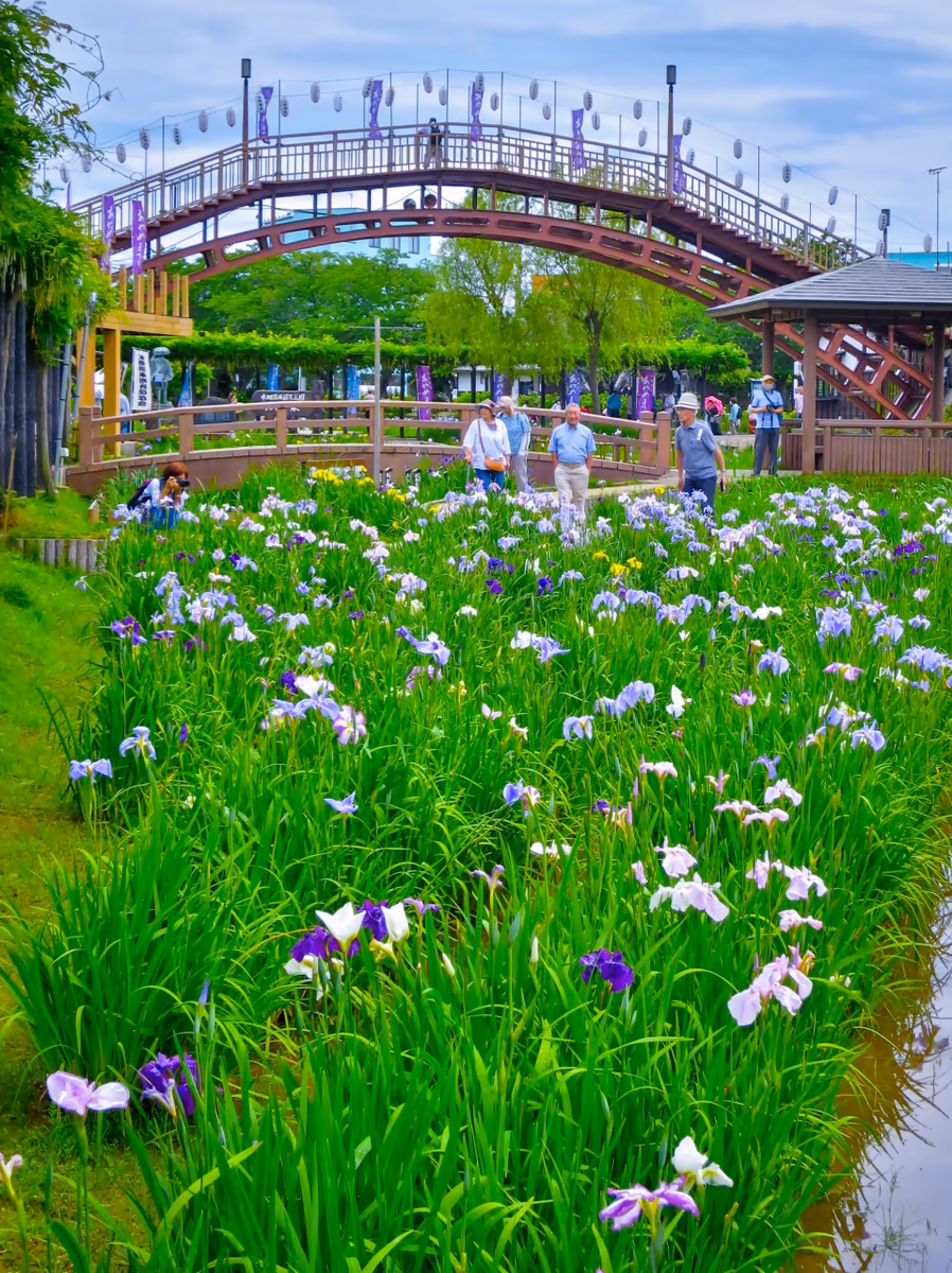 投稿写真：水郷潮来あやめまつり
