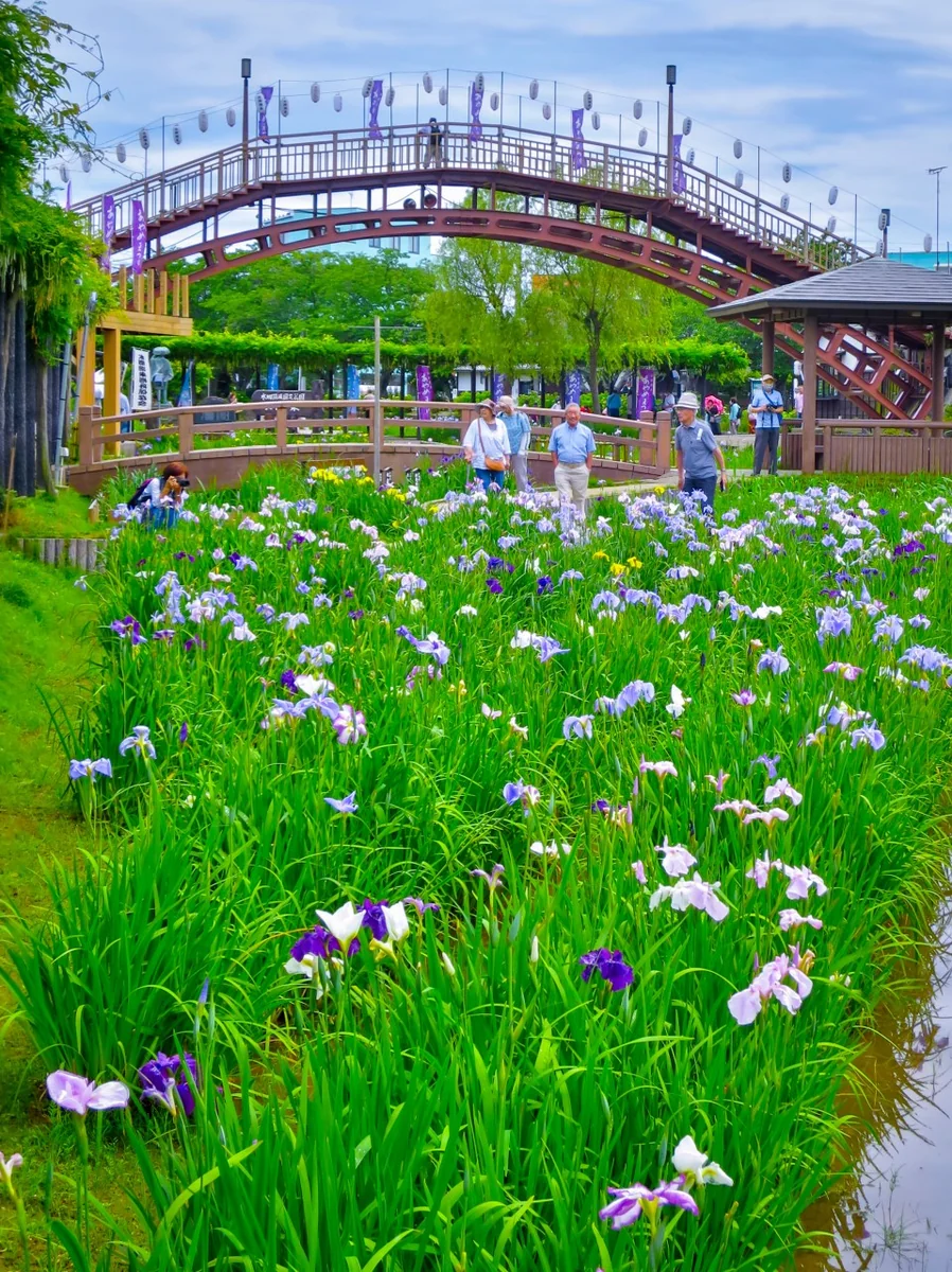 投稿写真：水郷潮来あやめまつり
