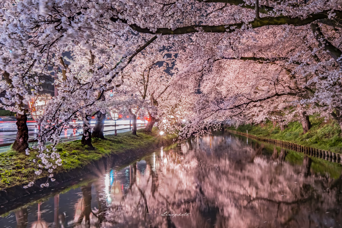 投稿写真：光とsakura