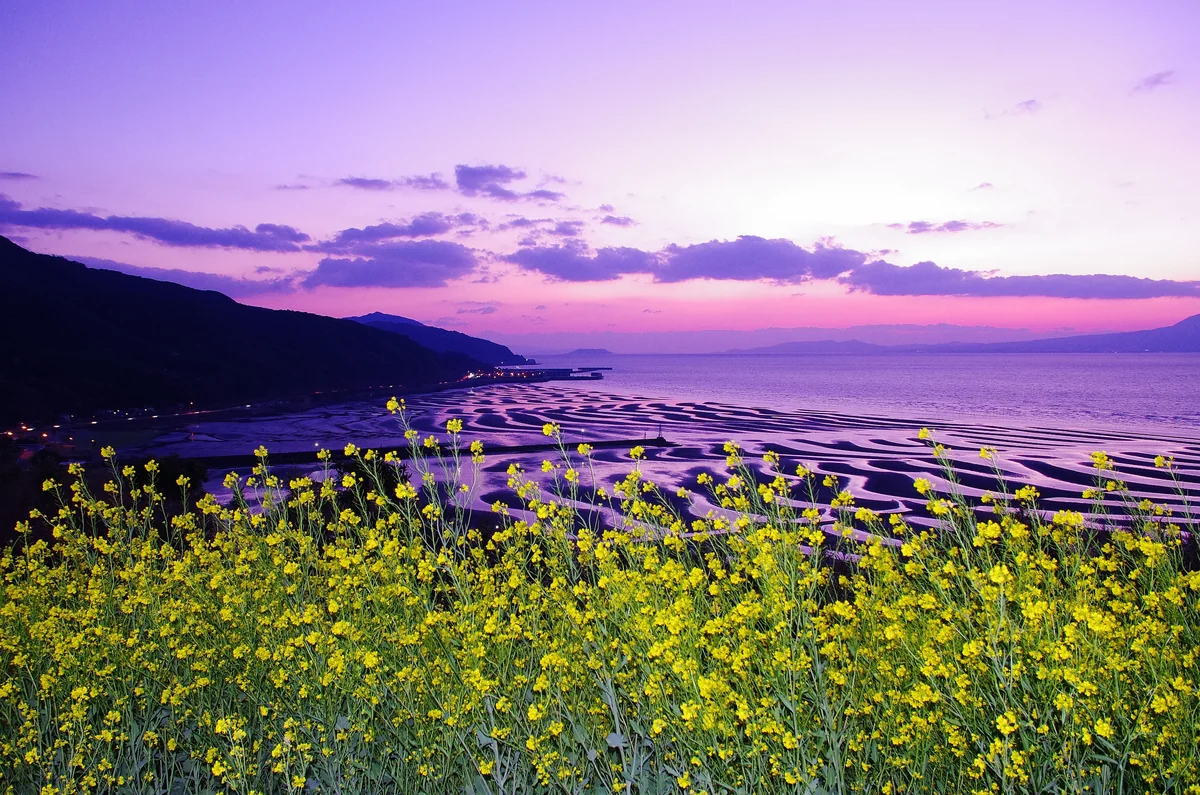 投稿写真：春の御輿来海岸