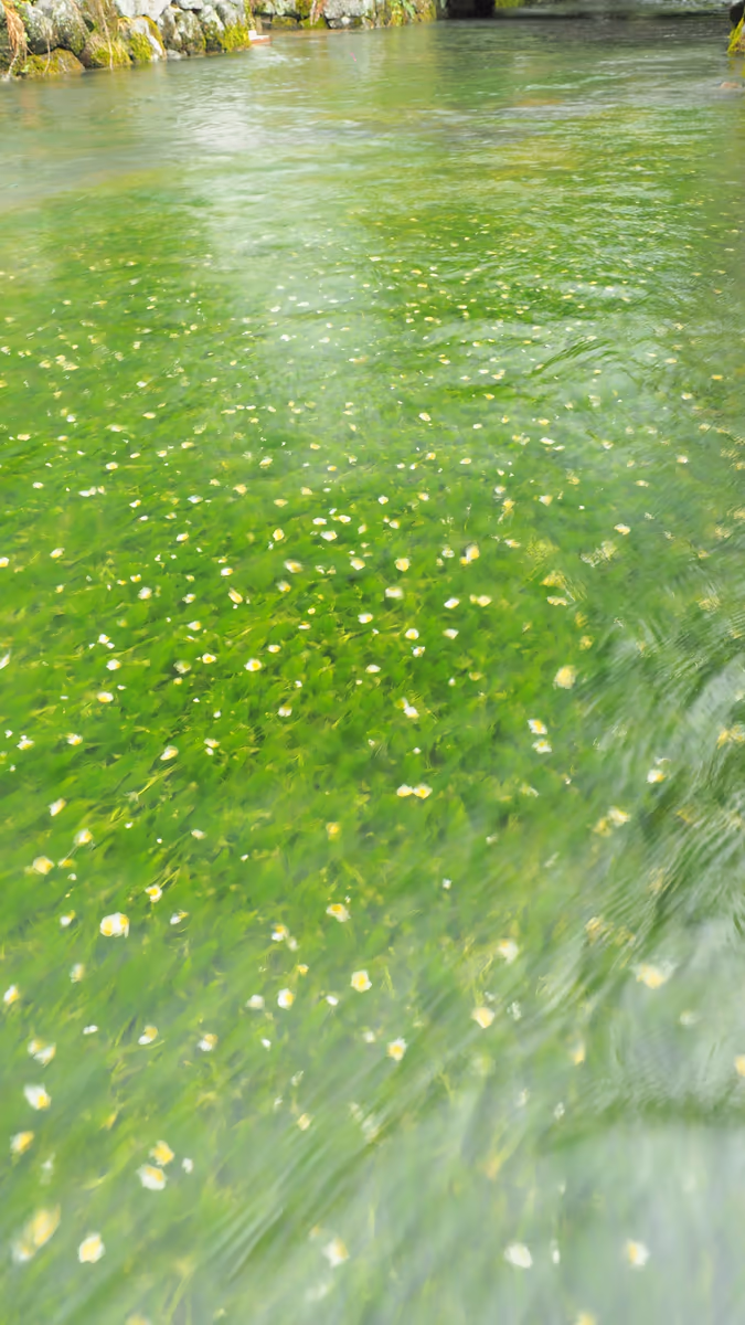 投稿写真：醒ヶ井　梅花藻