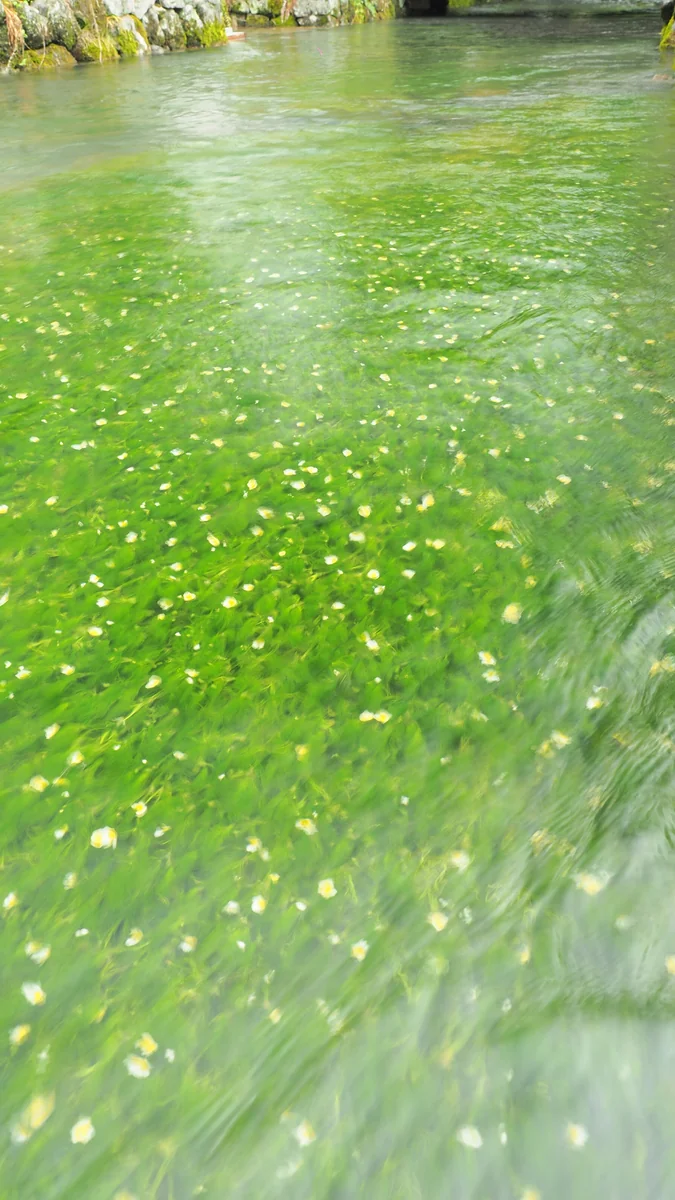 投稿写真：醒ヶ井　梅花藻