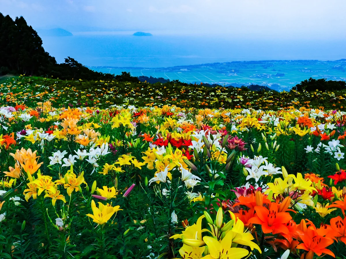 投稿写真：涼気を誘う箱館山のゆり園