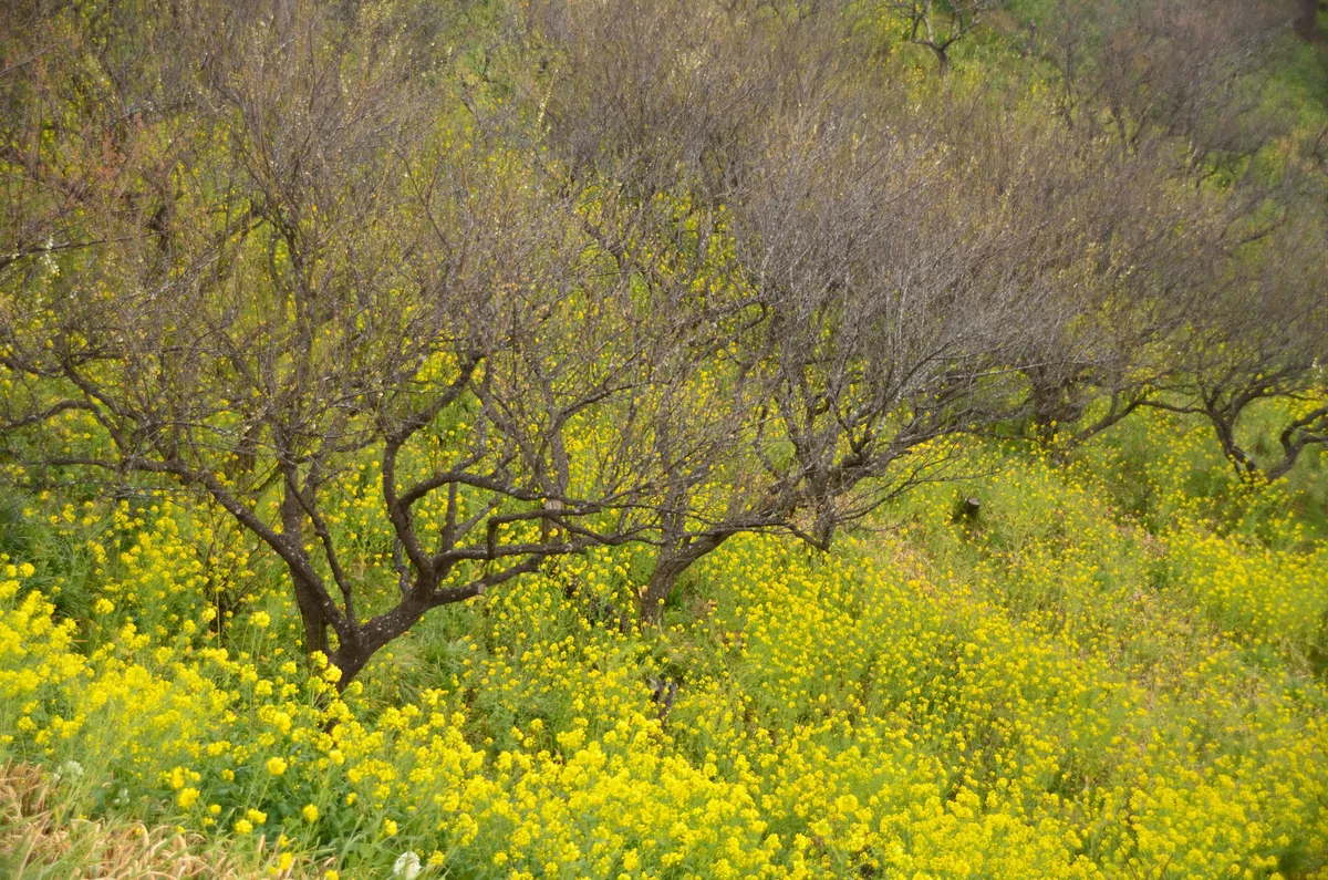 投稿写真：菜の花