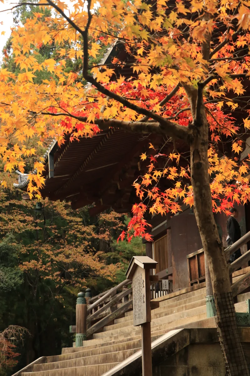 投稿写真：神護寺金堂