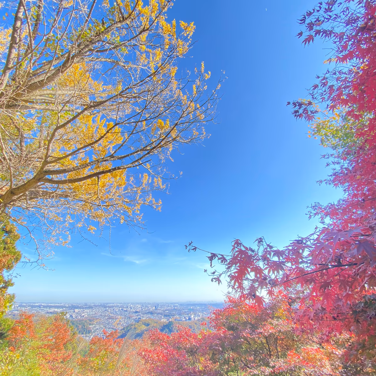 投稿写真：高尾山　金比羅台