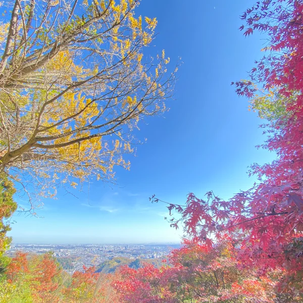 投稿：高尾山　金比羅台