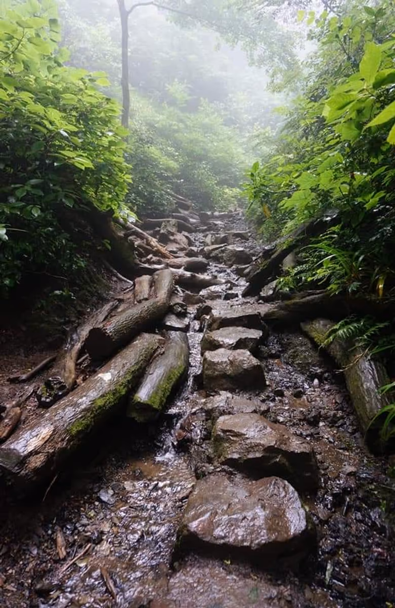 投稿写真：梅雨明け前の高尾山6号路