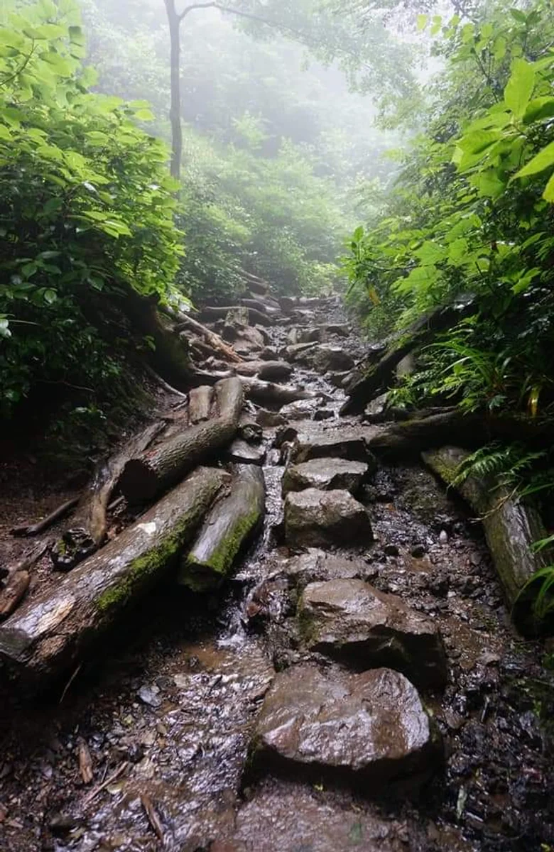 投稿写真：梅雨明け前の高尾山6号路