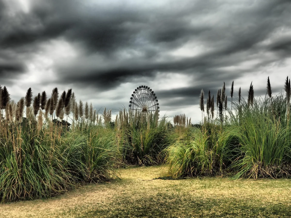 投稿写真：パンパスグラスと観覧車