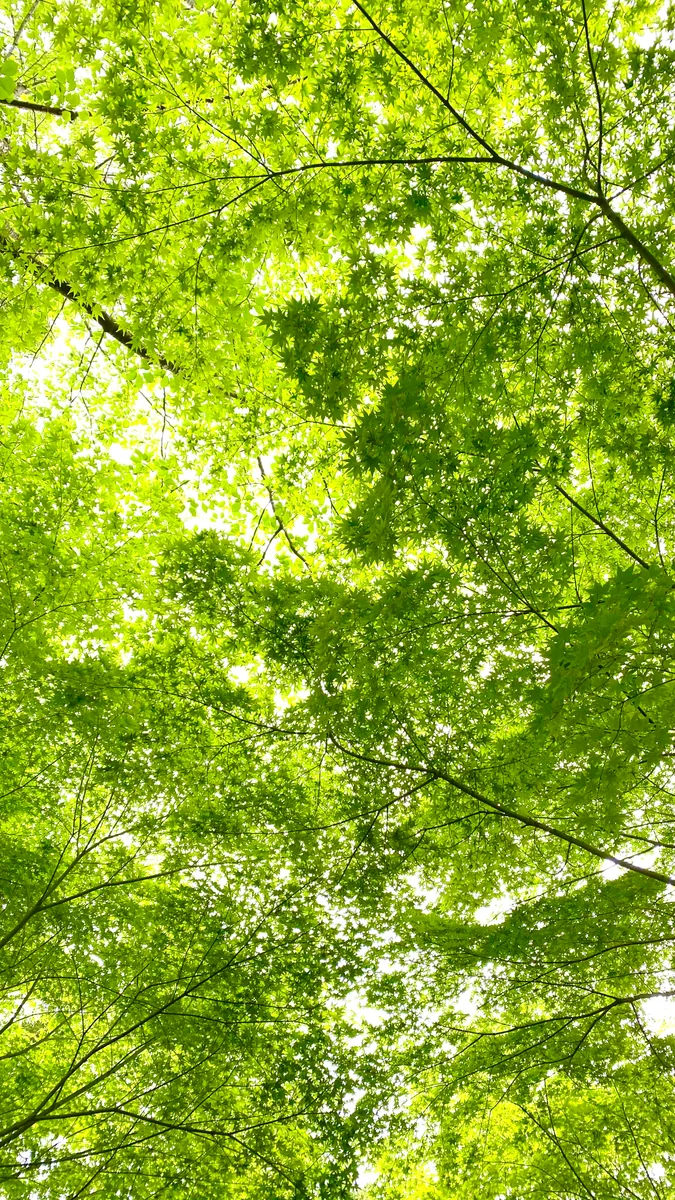 投稿写真：比叡山　青もみじの小径