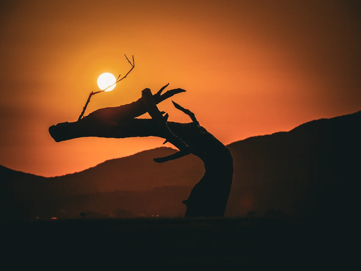 投稿写真：気仙沼岩井崎 龍の松