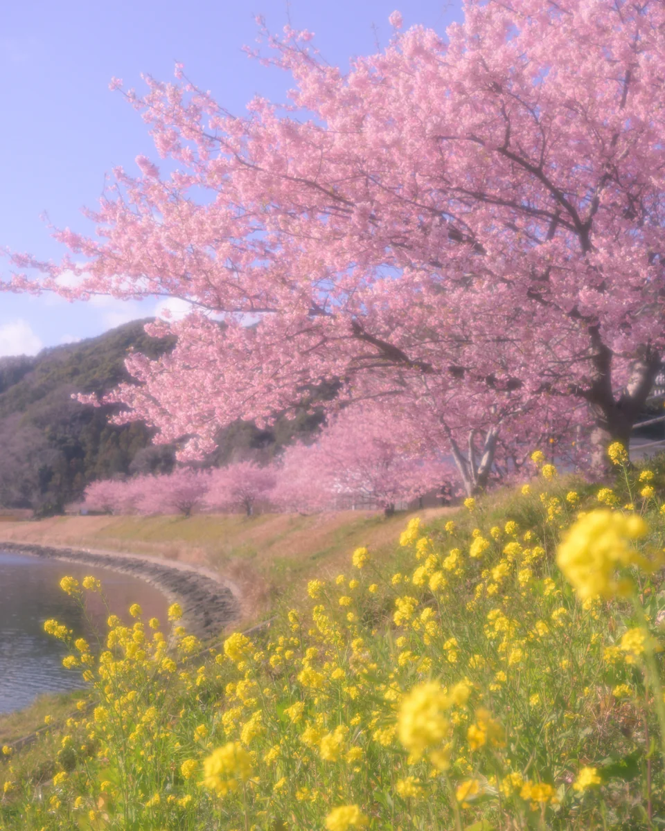 投稿写真：幸福 ノ 音色