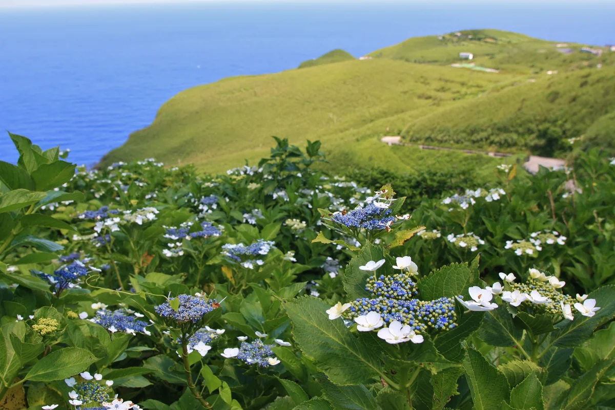 投稿写真：東京都 青ヶ島