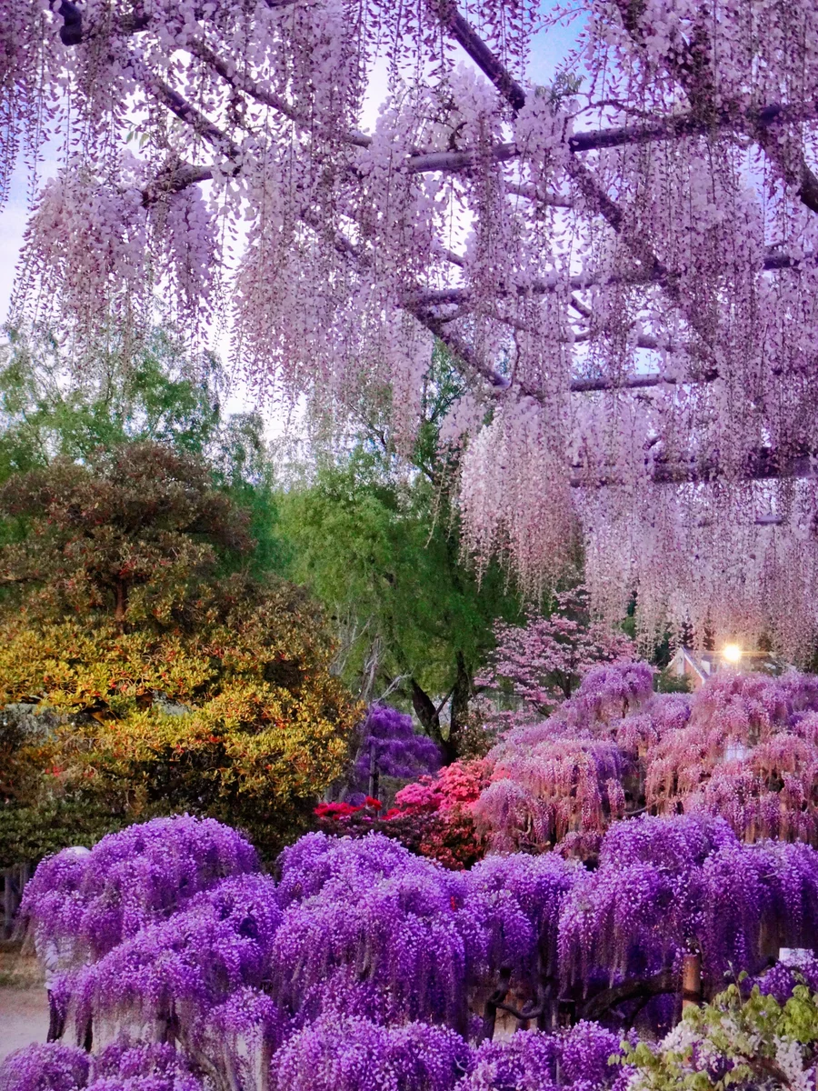 投稿写真：藤、藤、藤