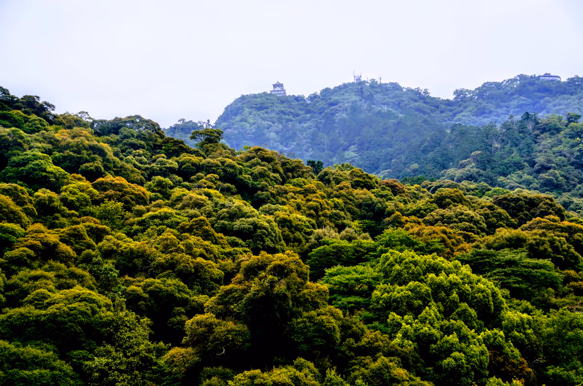投稿写真：夏の岐阜城