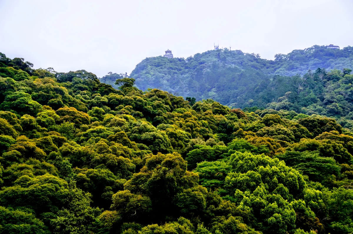 投稿写真：夏の岐阜城