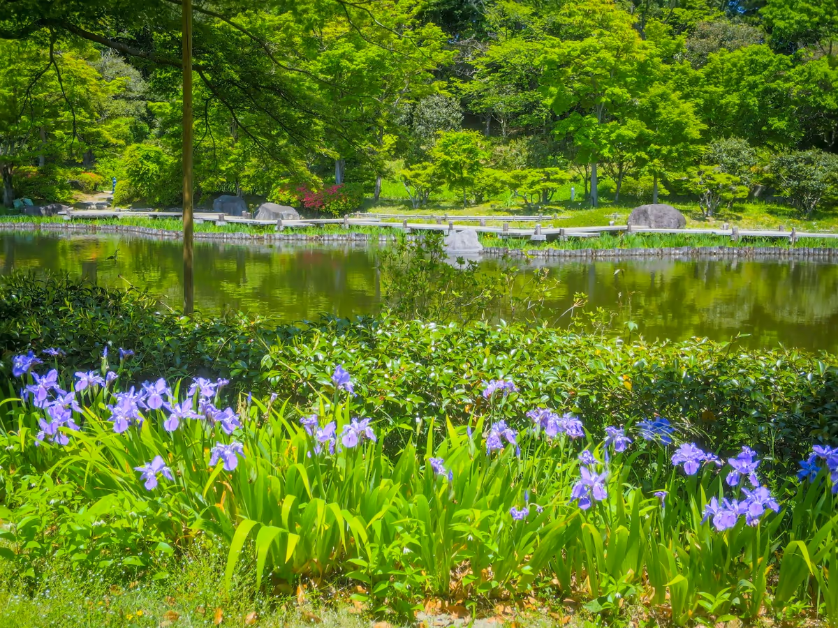 投稿写真：昭和記念公園の花々~イチハツ