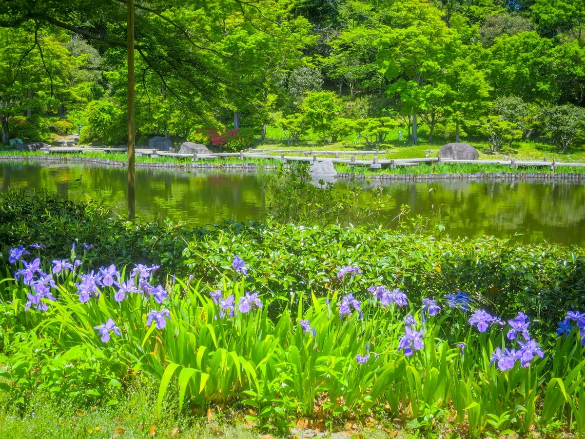 投稿写真：昭和記念公園の花々~イチハツ