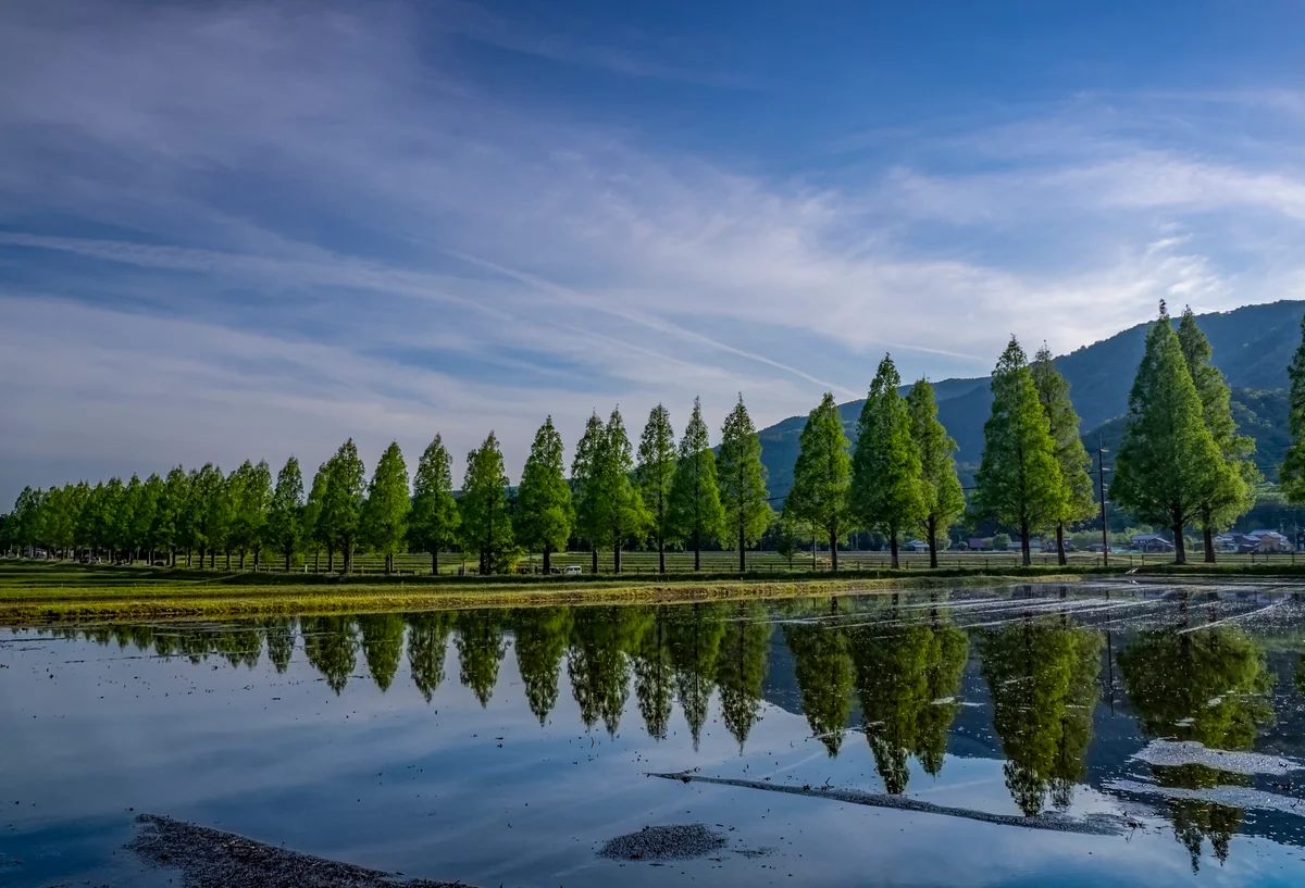 投稿写真：新・初夏のメタセコイア並木２０２３