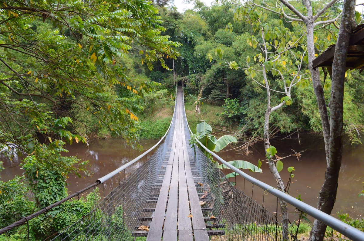 投稿写真：ジャングルへ続く橋
