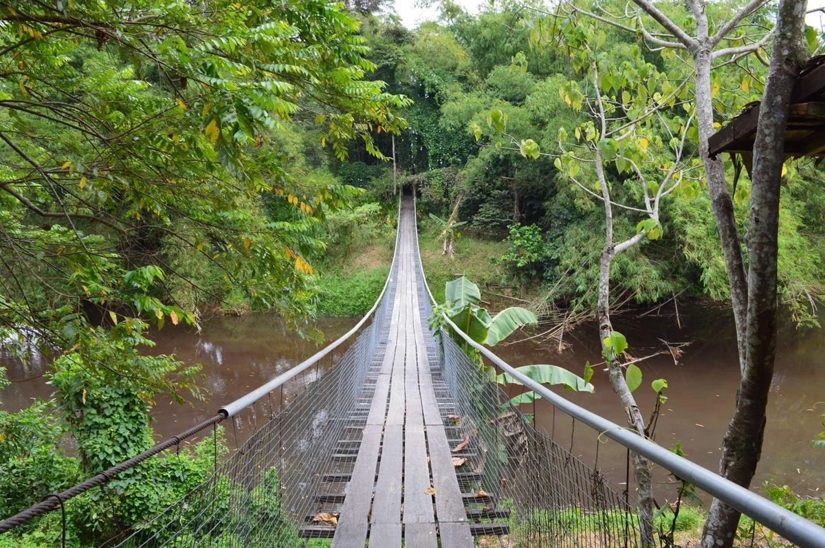 投稿写真：ジャングルへ続く橋