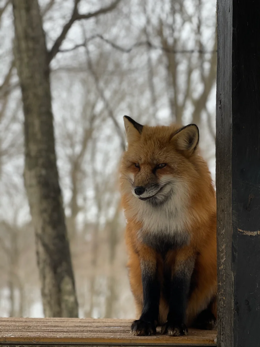 投稿写真：蔵王キツネ村