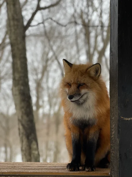 投稿：蔵王キツネ村