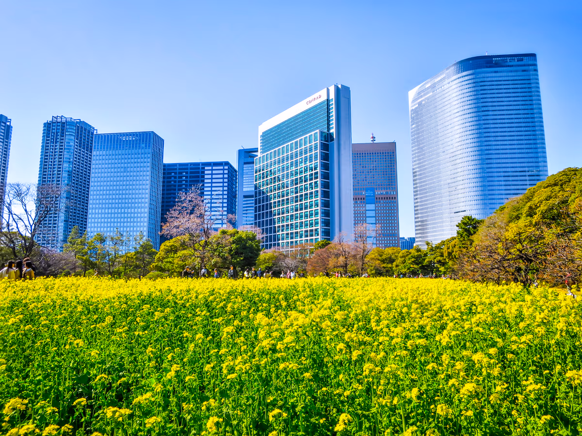 投稿写真：都心の菜の花畑④