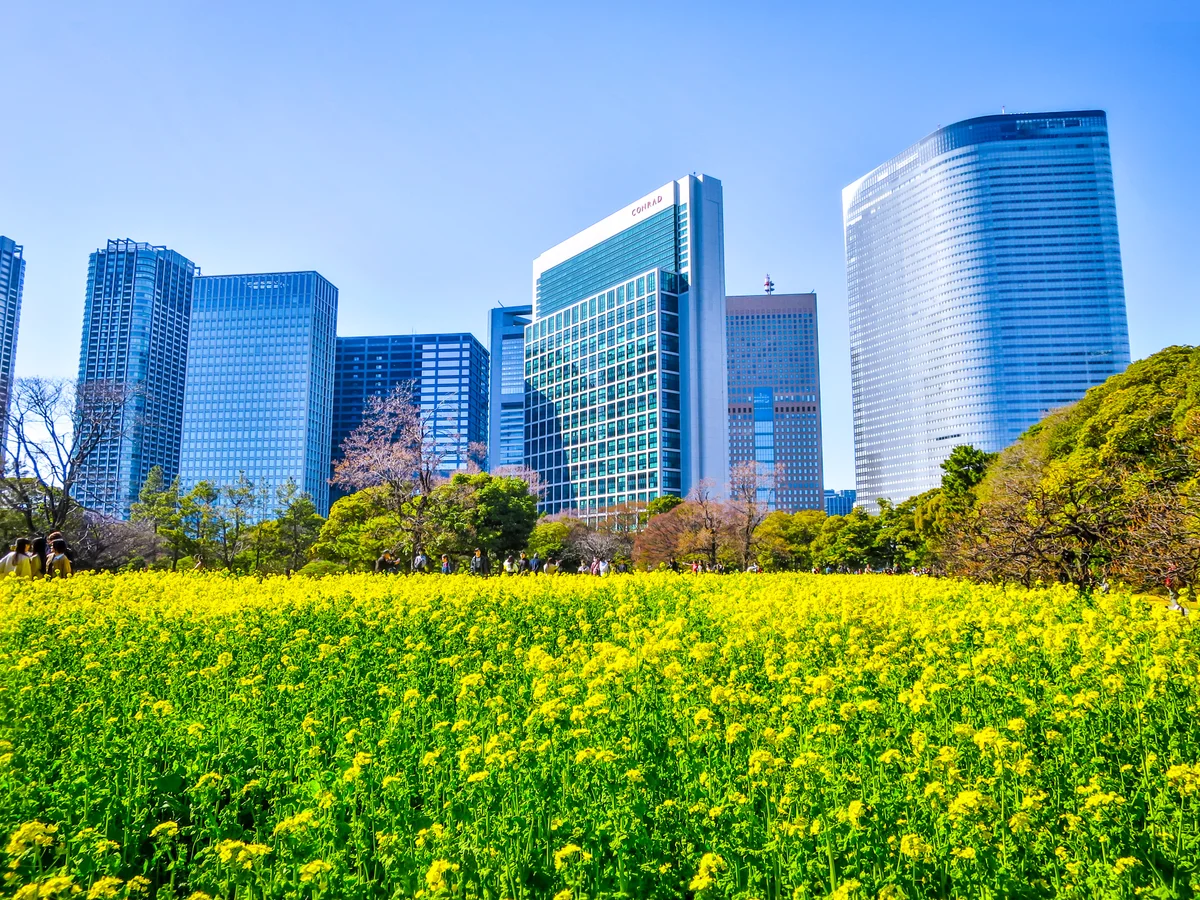投稿写真：都心の菜の花畑④