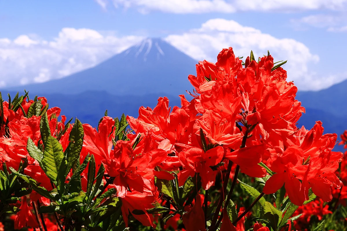 投稿写真：蓮華躑躅の山頂