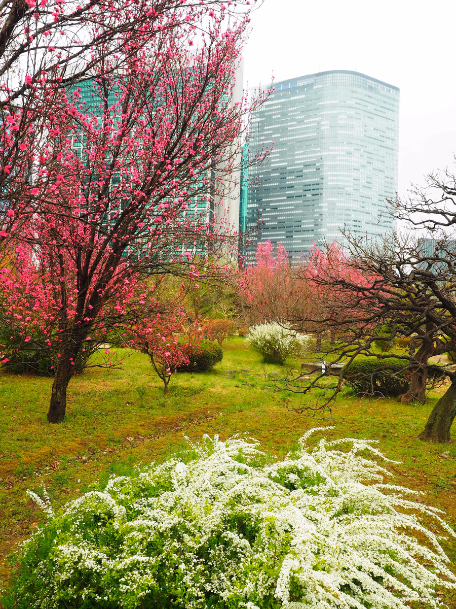 投稿写真：花の園