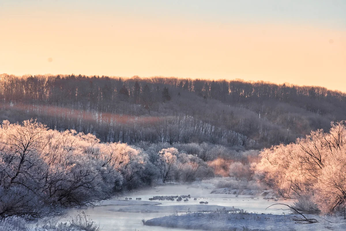 投稿写真：音羽橋の冬桜