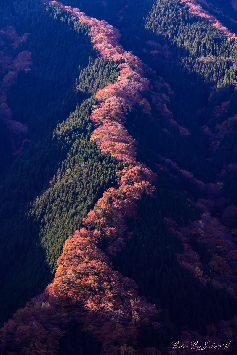 投稿写真：昇龍
