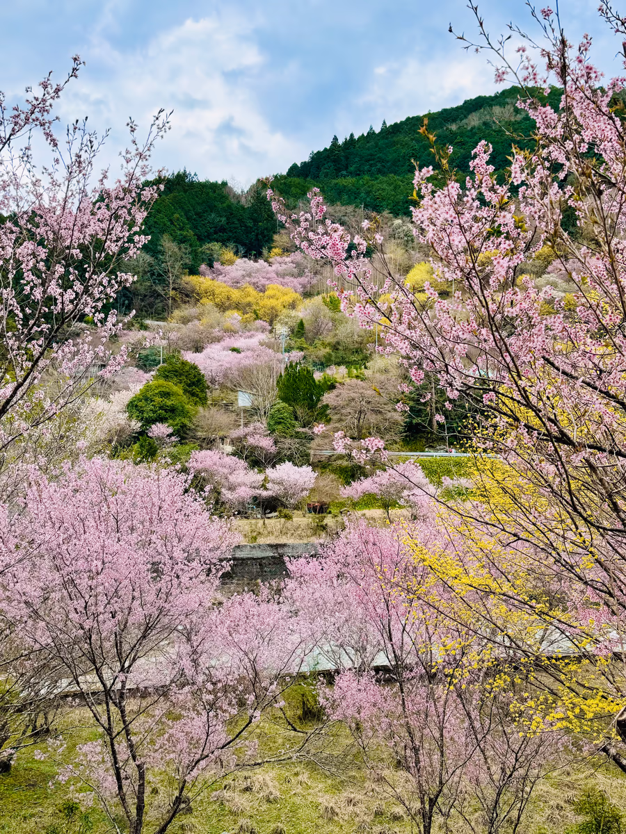 投稿写真：春色🌸桃源郷