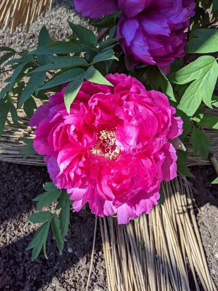 投稿：上野恩賜公園　ぼたん園