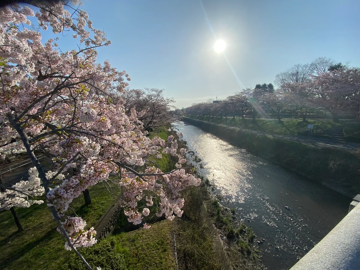 投稿写真：朝の浅川と桜