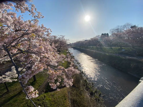 投稿：朝の浅川と桜