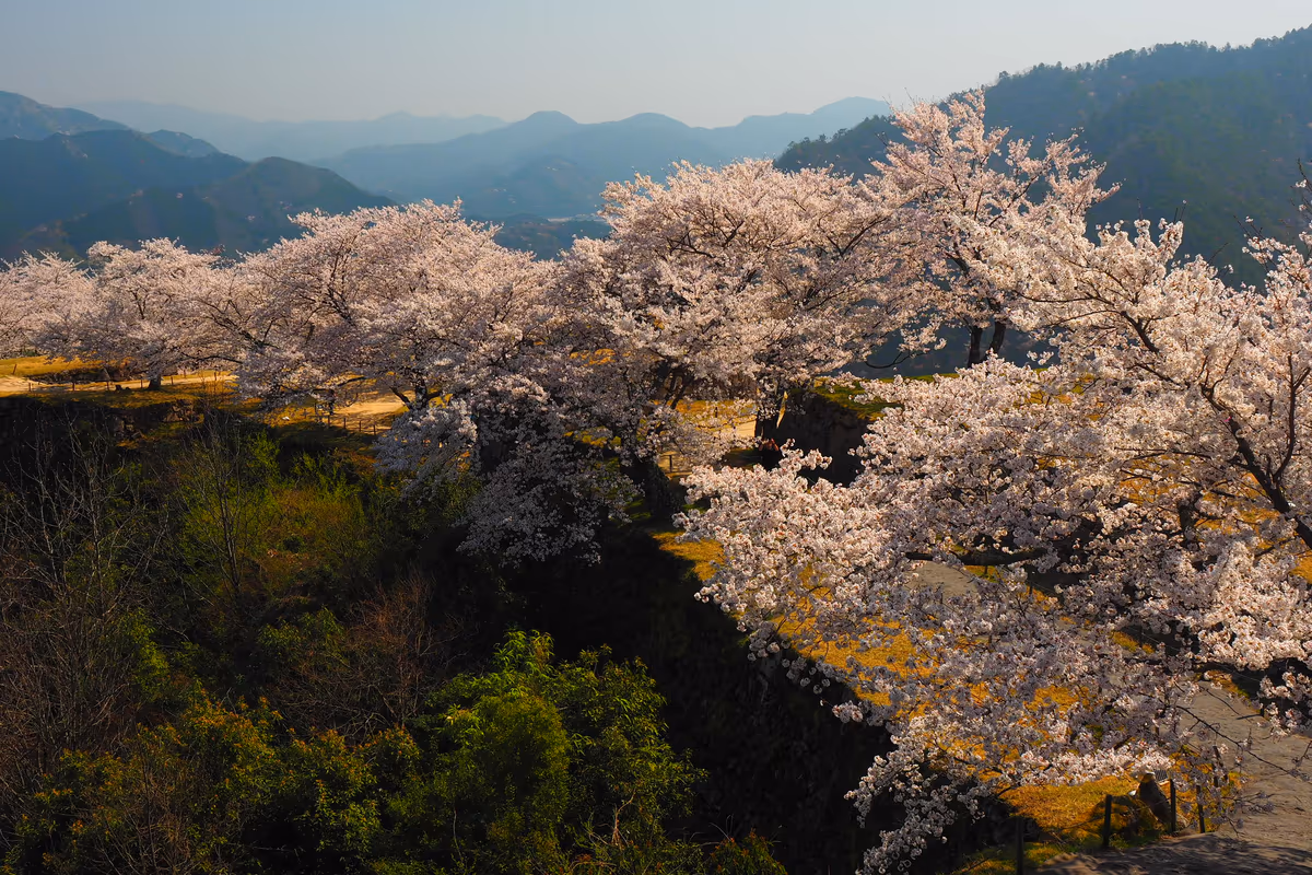 投稿写真：竹田城跡　桜