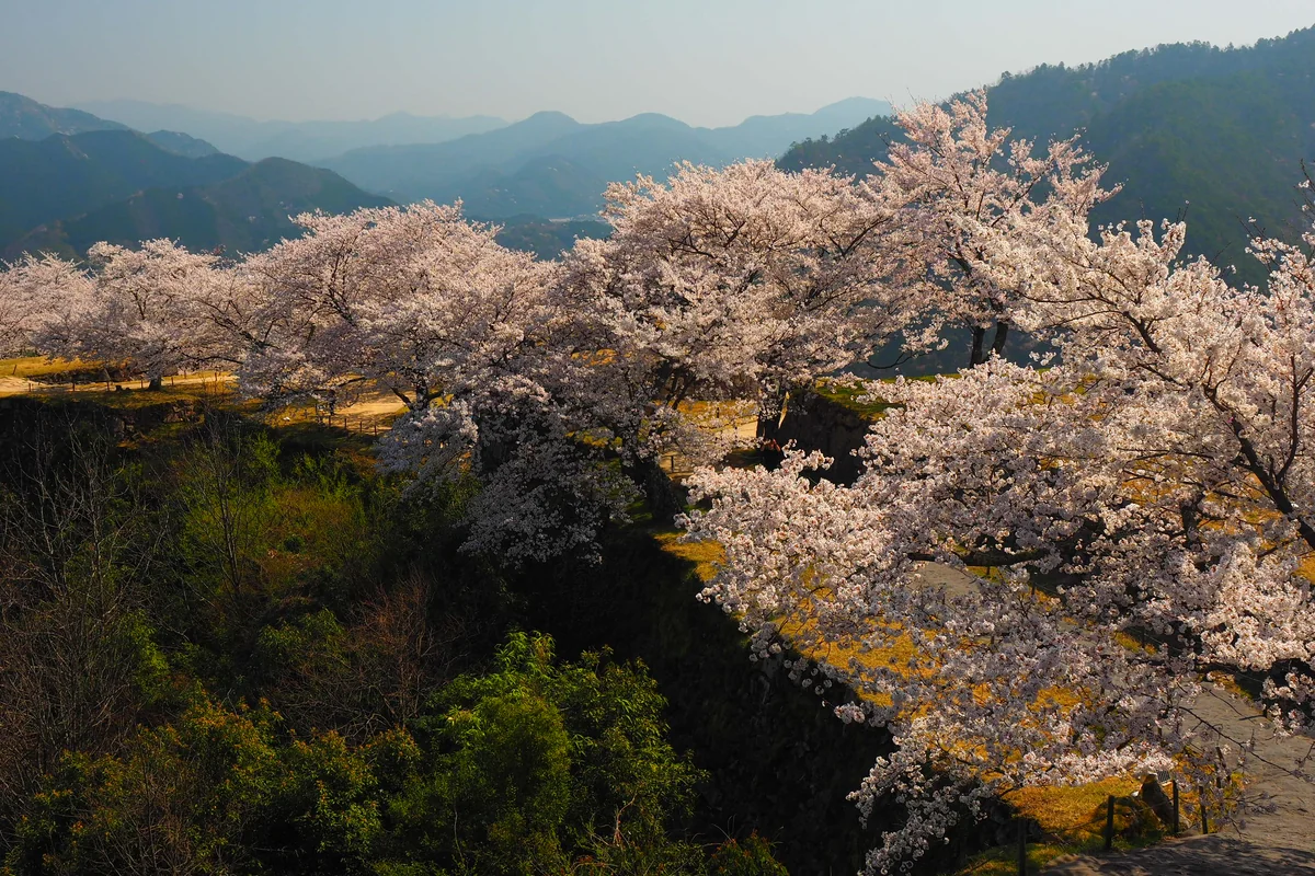 投稿写真：竹田城跡　桜
