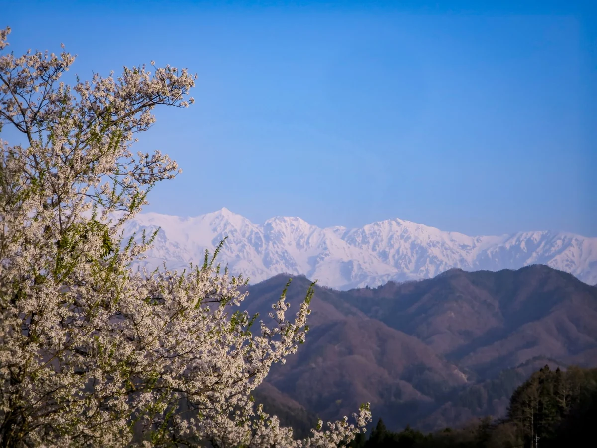 投稿写真：残雪の白馬三山と白い桜