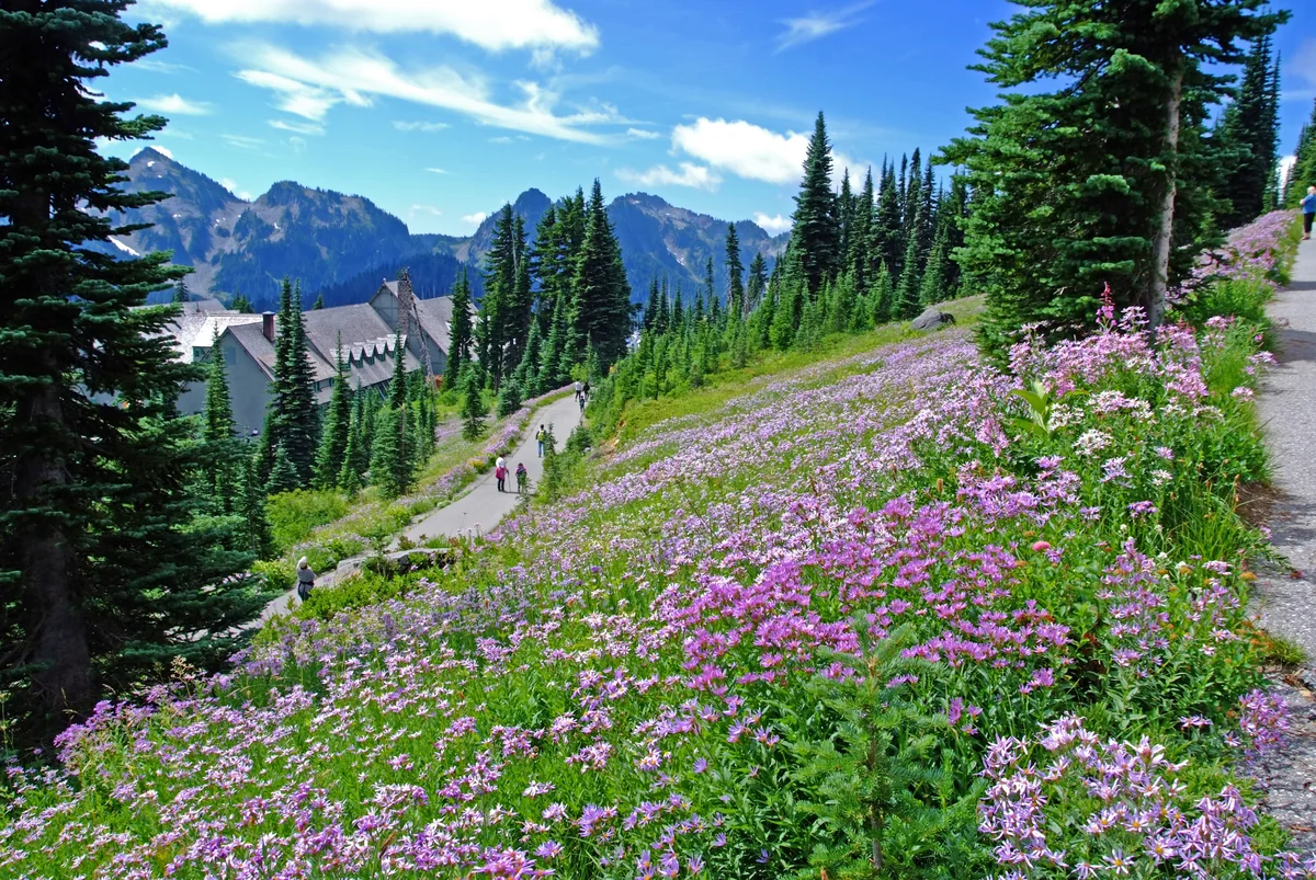 投稿写真：レーニア、憧れの地で