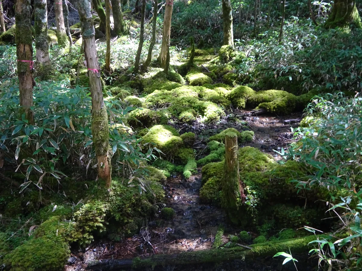 投稿写真：山の森